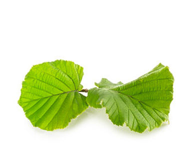 ING-hazel_leaves